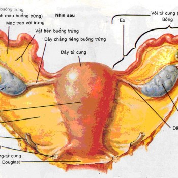 Ung thư buồng trứng và những điều cần biết