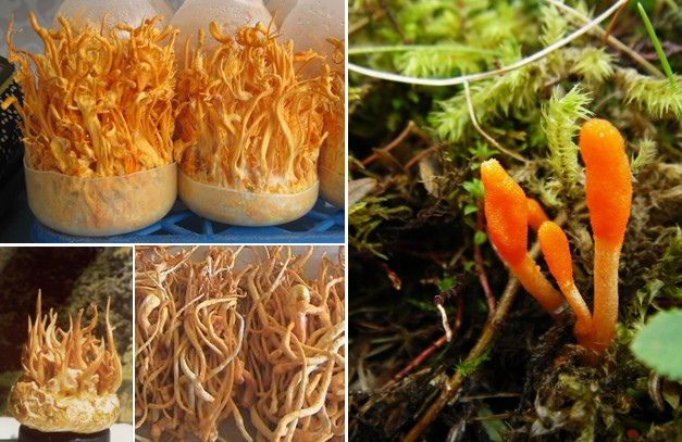 Đông Trùng Hạ Thảo Nhân Tạo Có Thực Sự Tốt