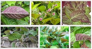 Lá mơ lông - bài thuốc viêm đại tràng hay