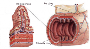 Lớp lông nhung tạo thành lá chắn bảo vệ các tác nhân xâm hại tấn công niêm mạc đường ruột.
