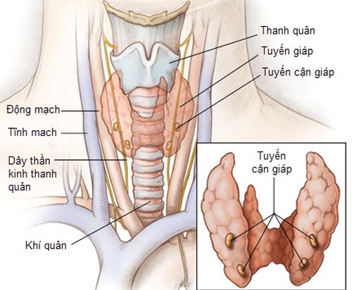 Bị cường giáp không cần phải bỏ thai nhi