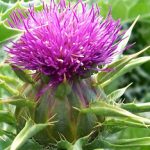 Cây kế sữa – thảo dược giúp điều trị gan nhiễm mỡ hiệu quả