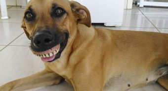 Chú chó bỗng nổi tiếng vì mang hàm răng người