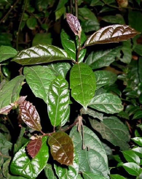 chữa ung thư cổ tử cung