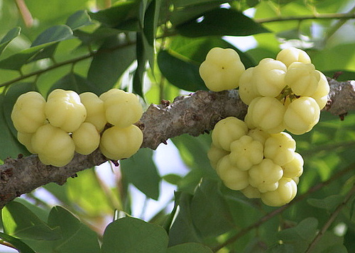 Chữa xơ gan hiệu quả