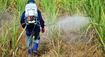 Hoạt chất trong thuốc diệt cỏ có gây ung thư không?