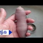 Sá sùng: Di sản ‘vàng ròng’ trên đảo Quan Lạn