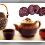 Video về nấm lim xanh thiên nhiên