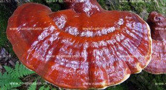 Cách sử dụng nấm lim xanh lưu ý hướng dẫn sử dụng nấm lim rừng