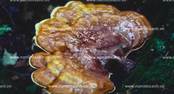 Cách sử dụng nấm lim xanh và bảo quản nấm lim rừng sau thu hái