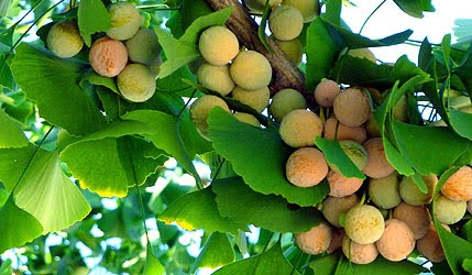 Cây bạch qua giúp ngăn ngừa ung thư buồng trứng