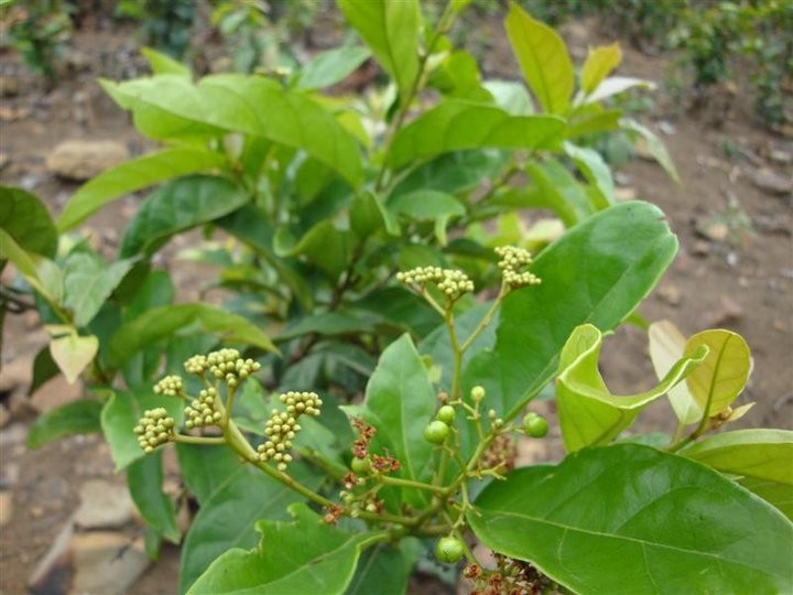 Chè dây trị đau dạ dày