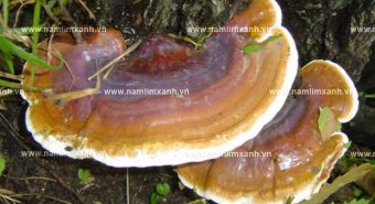 Phụ nữ có thai hoặc cho con bú uống nấm lim xanh được không?
