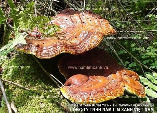 Hình ảnh về công dụng của nấm lim xanh Hình ảnh về công dụng của nấm lim xanh