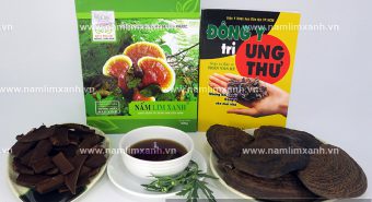 Công dụng của nấm lim xanh Quảng Nam trong điều trị ung thư