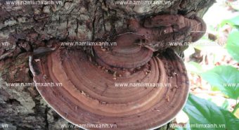 Giá nấm lim xanh trên thị trường bao nhiêu tiền 1 kg nấm lim rừng?