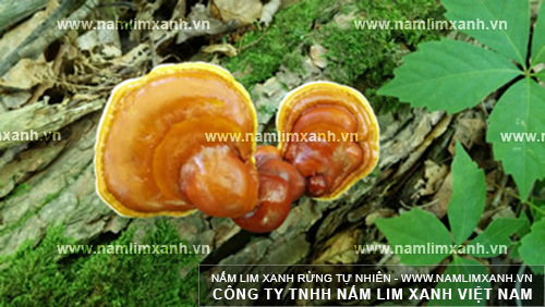 Giảm cân, làm đẹp da là một trong những tác dụng của nấm lim xanh