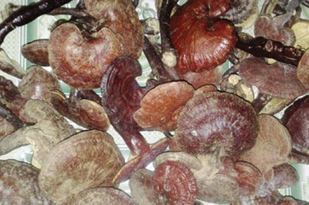 Hình ảnh cây nấm lim xanh