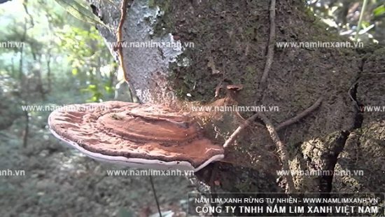 Hình ảnh nấm lim xanh