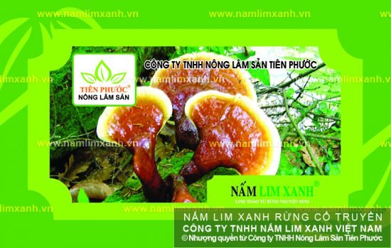 Hình ảnh Nấm lim xanh Quảng Nam