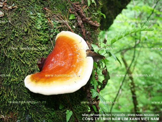 Hình ảnh nấm lim xanh Tiên Phước