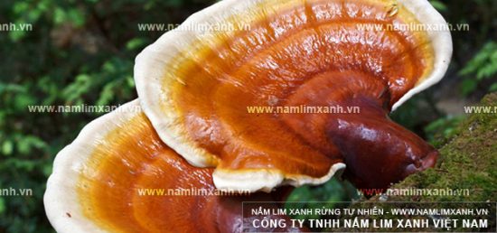 Hình ảnh về cách dùng nấm lim xanh hiệu quả