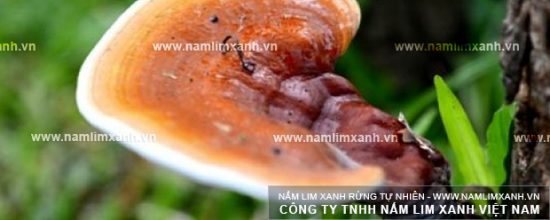 Hình ảnh về công dụng của nấm lim xanh