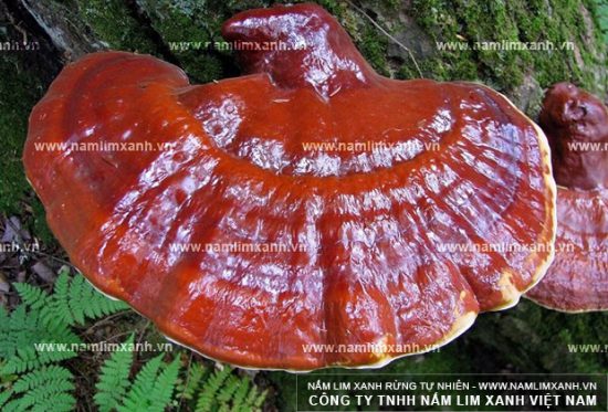 Hình ảnh về nấm lim xanh