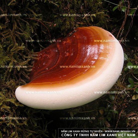 Hình ảnh về nấm lim xanh