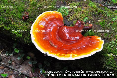 Hình ảnh về nấm lim xanh