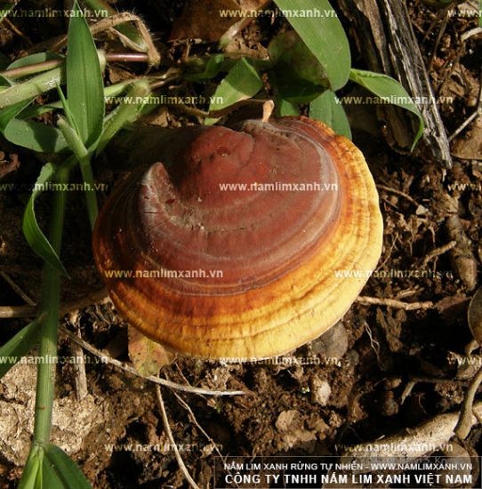 Hình ảnh về nấm lim xanh