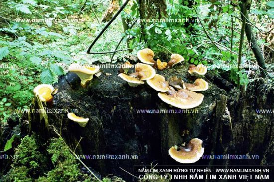 Hình ảnh về nấm lim xanh