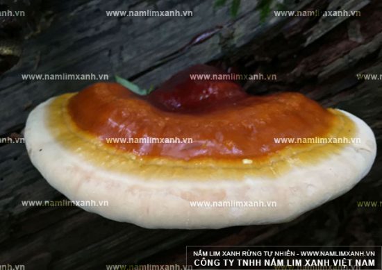 Hình ảnh về nấm lim xanh Quảng Nam Hình ảnh về nấm lim xanh Quảng Nam