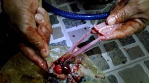 cần hiểu rõ về thịt cóc chữa bệnh ung thư
