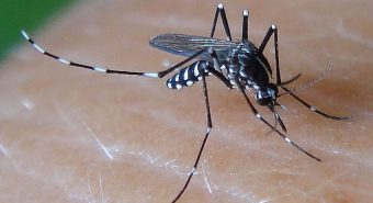 Loại bỏ muỗi truyền bệnh sốt xuất huyết ngay trong nhà