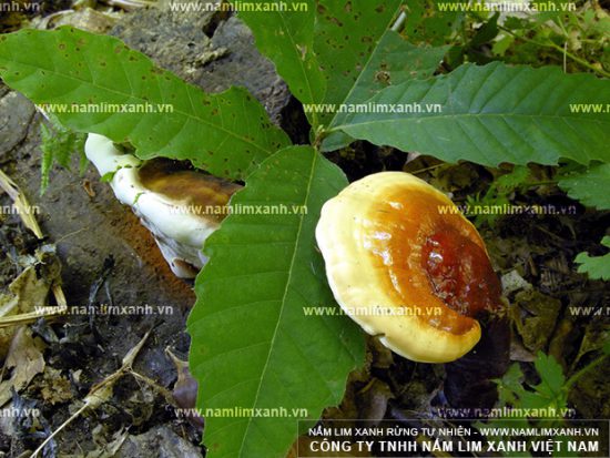 Nấm cây lim xanh có tác dụng gì?