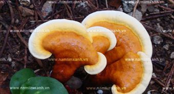 Nấm lim xanh hỗ trợ điều trị ung thư dương vật và cách nhận biết