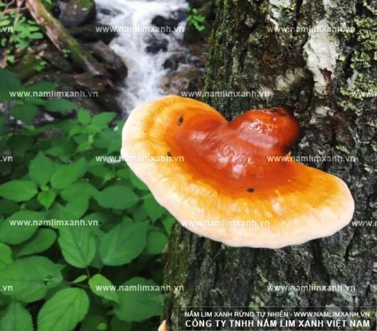 Hình ảnh về nấm lim xanh