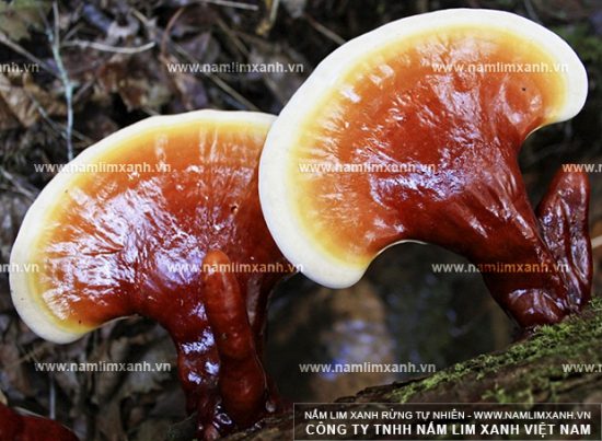 Hình ảnh về nấm lim xanh