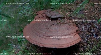 Nấm lim xanh hỗ trợ điều trị bệnh đau dạ dày như thế nào?