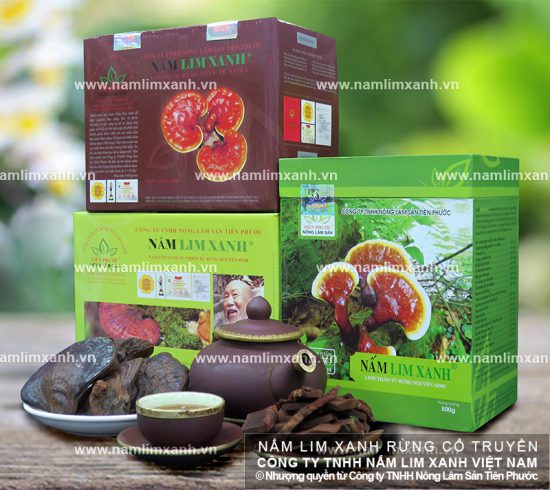 Nấm lim xanh có khả năng hỗ trợ điều trị ung thư tuyến giáp