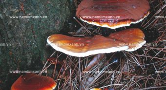 Tác dụng của nấm lim xanh Quảng Nam với sức khỏe con người