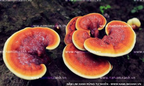 Nấm lim xanh hỗ trợ trị bệnh tiểu đường cách dùng nấm lim xanh