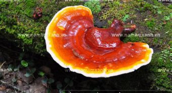 Tác dụng của nấm lim xanh trong điều trị bệnh và cách dùng đúng