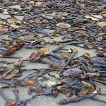 Cẩn trọng nấm lim xanh giả và các dược liệu trôi nổi trên thị trường