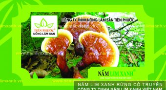 Nấm lim xanh giá bao nhiêu 1kg đúng nấm lim xanh rừng Tiên Phước