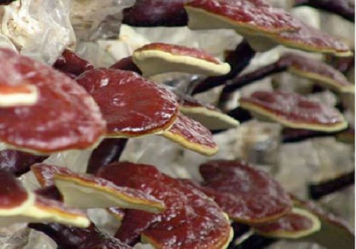 Thị trường tràn lan nấm lim xanh tự nhiên giá rẻ