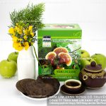 Nấm lim xanh giúp giảm tác dụng phụ sau xạ trị và hóa trị ung thư