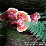 Công dụng của nấm lim xanh tiếp thêm hy vọng với người bệnh nan y