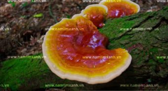 Những nghiên cứu và đánh giá y học mới về nấm lim xanh cổ truyền